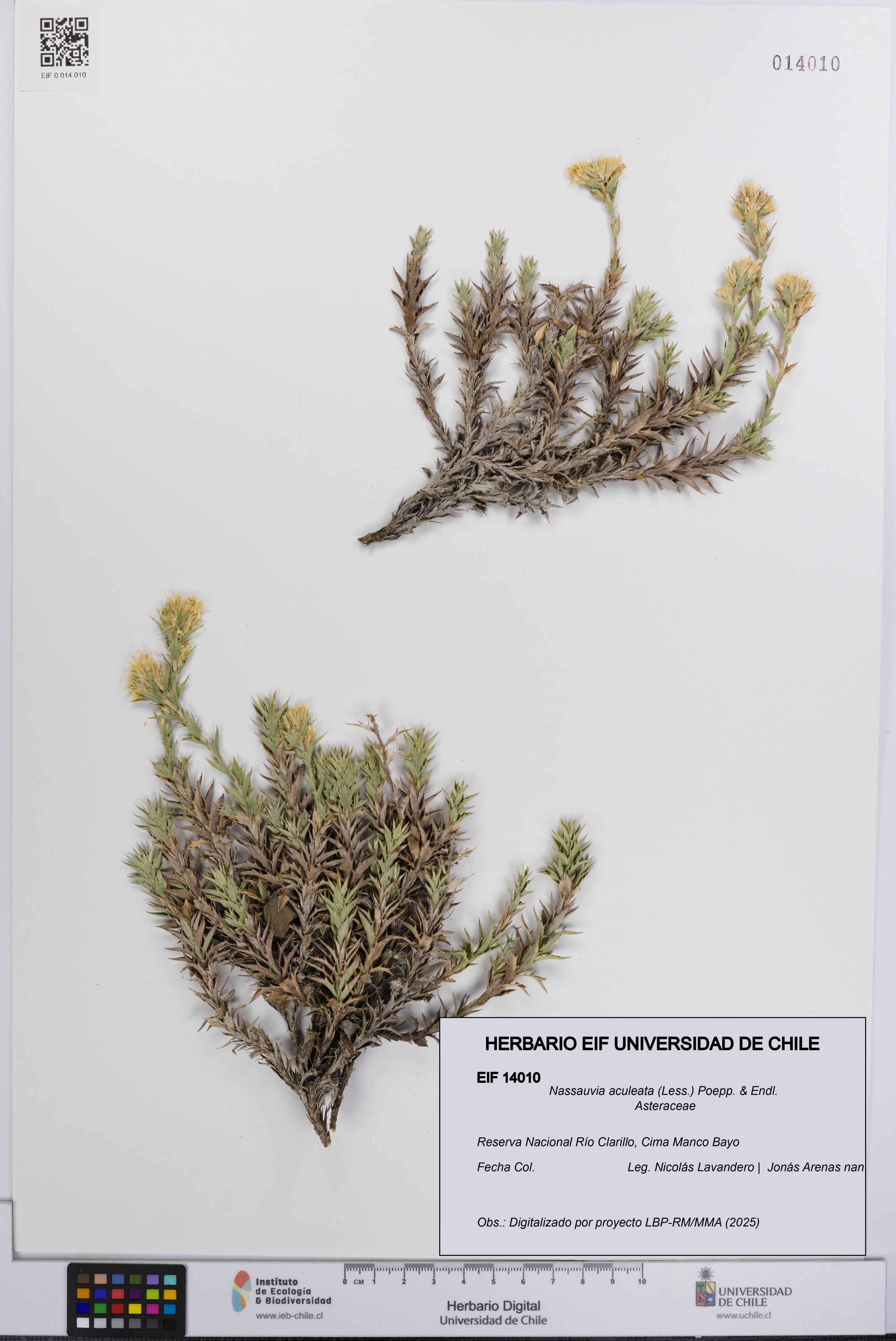 Nassauvia aculeata [Espécimen: UCH:EIF:0014010]