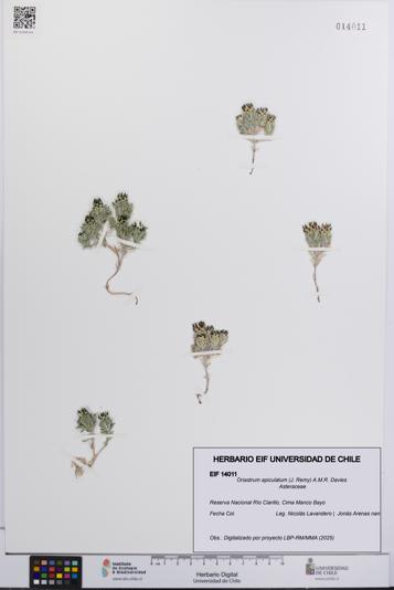 Oriastrum apiculatum [Espécimen: UCH:EIF:0014011]
