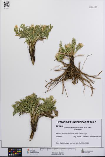 Perezia carthamoides [Espécimen: UCH:EIF:0014012]