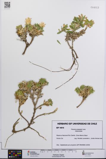 Perezia poeppigii [Espécimen: UCH:EIF:0014013]