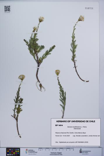Senecio bustillosianus [Espécimen: UCH:EIF:0014014]