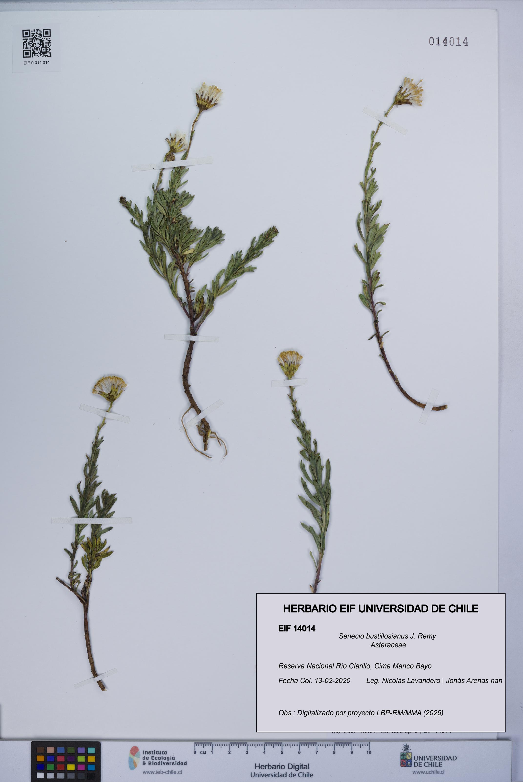 Senecio bustillosianus [Espécimen: UCH:EIF:0014014]
