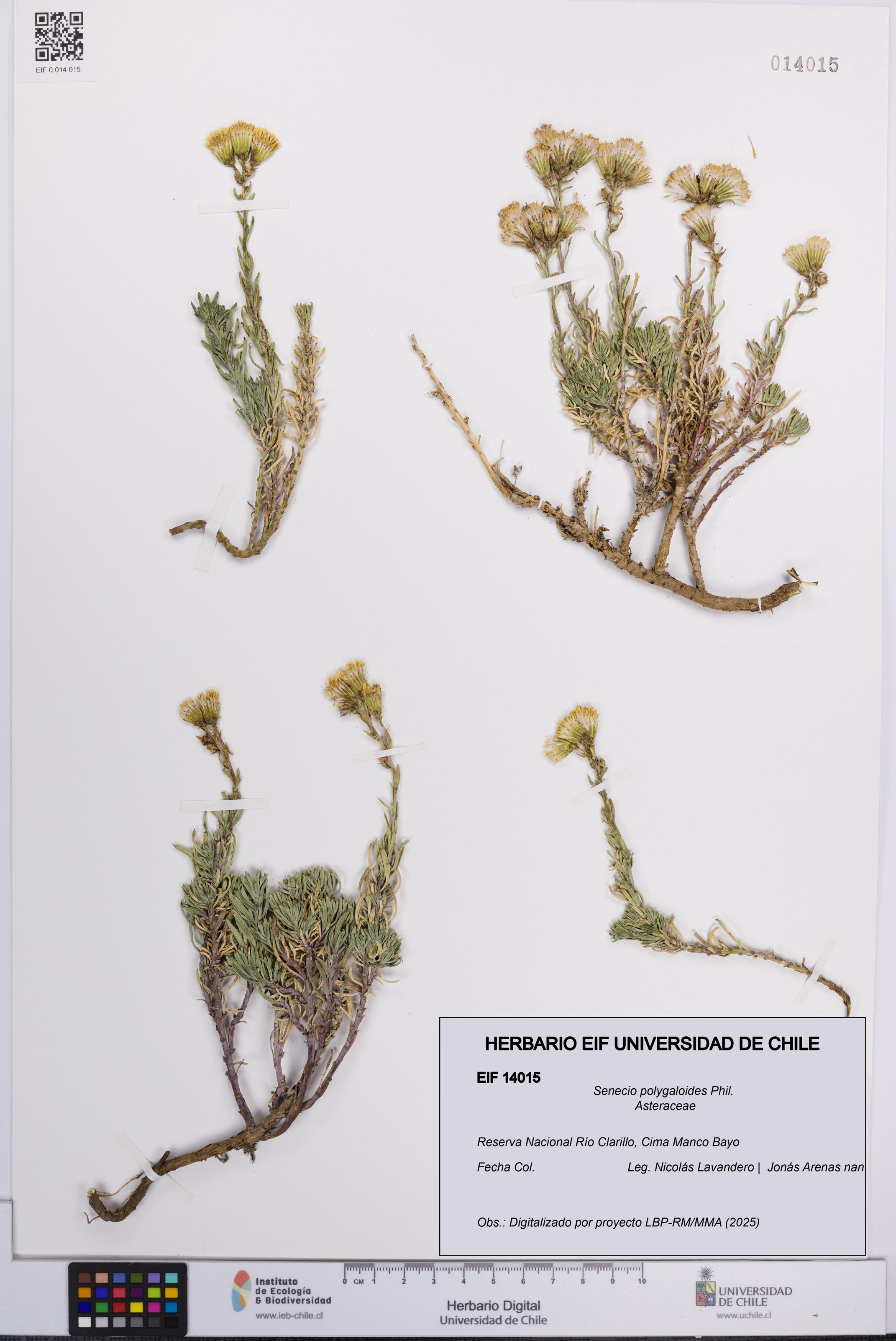 Senecio polygaloides [Espécimen: UCH:EIF:0014015]