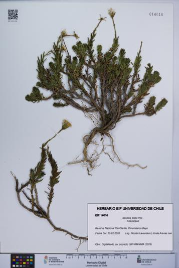 Senecio tristis [Espécimen: UCH:EIF:0014016]