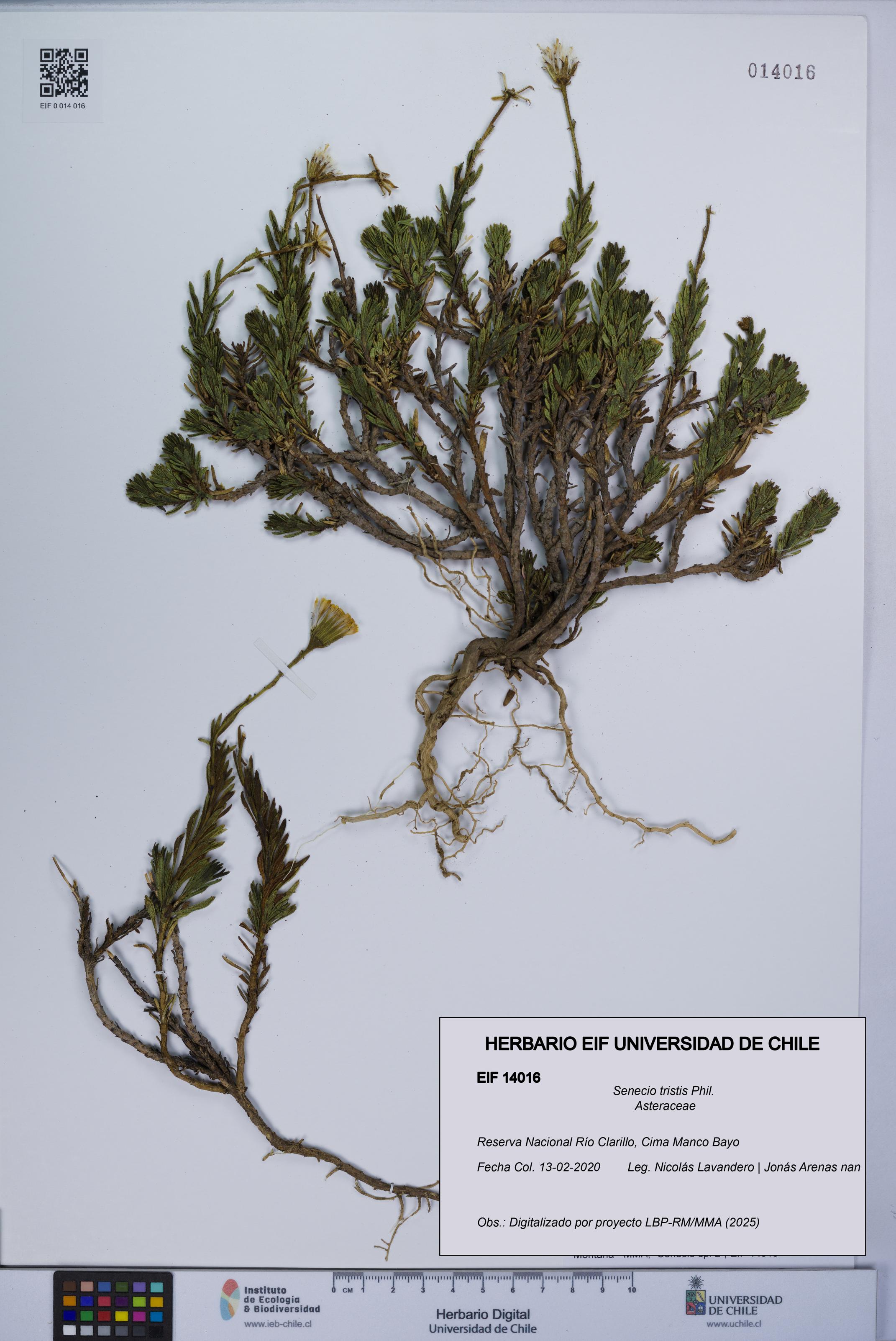 Senecio tristis [Espécimen: UCH:EIF:0014016]