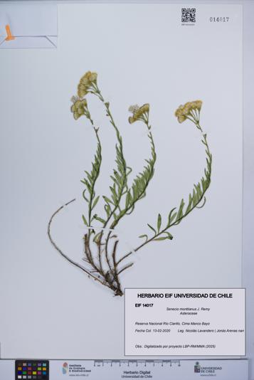 Senecio monttianus [Espécimen: UCH:EIF:0014017]