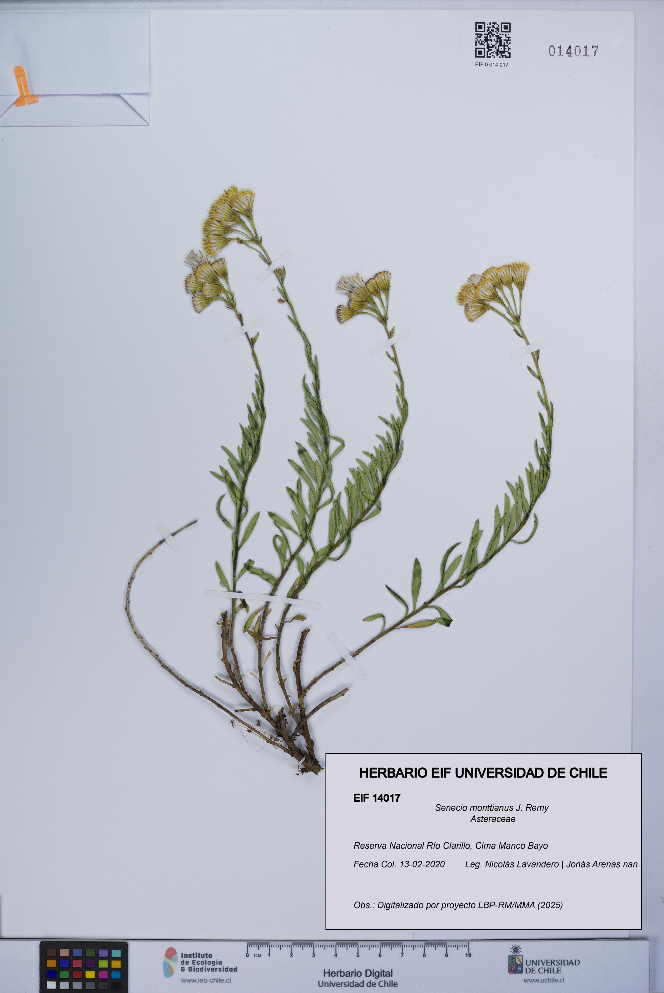 Senecio monttianus [Espécimen: UCH:EIF:0014017]