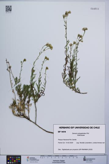 Senecio polygaloides [Espécimen: UCH:EIF:0014018]