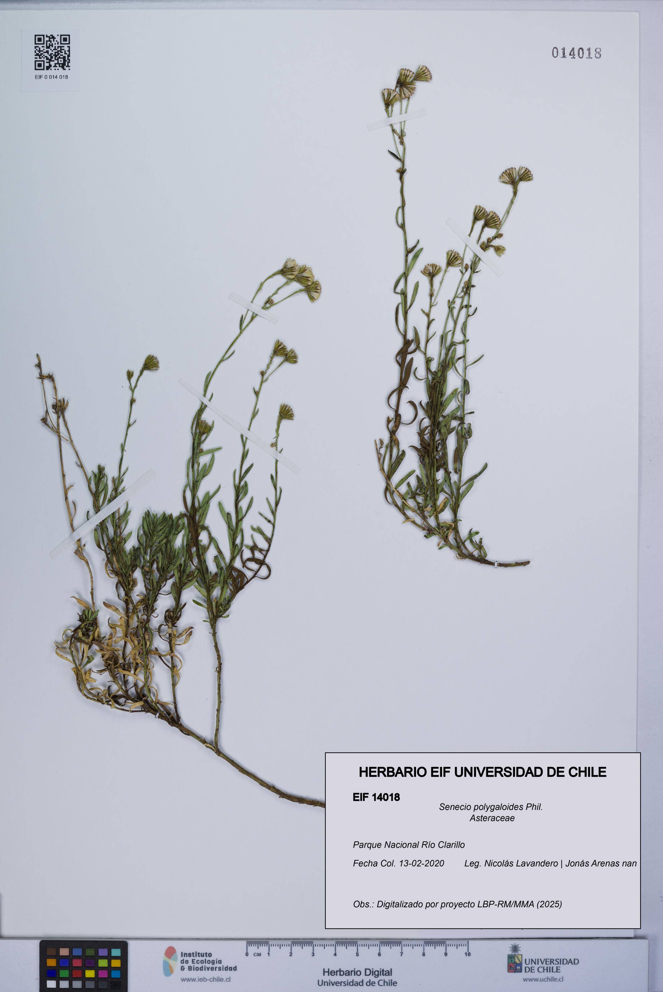 Senecio polygaloides [Espécimen: UCH:EIF:0014018]