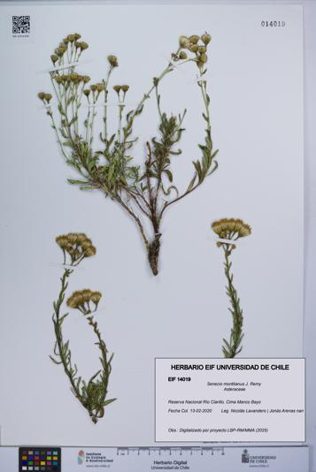 Senecio monttianus [Espécimen: UCH:EIF:0014019]