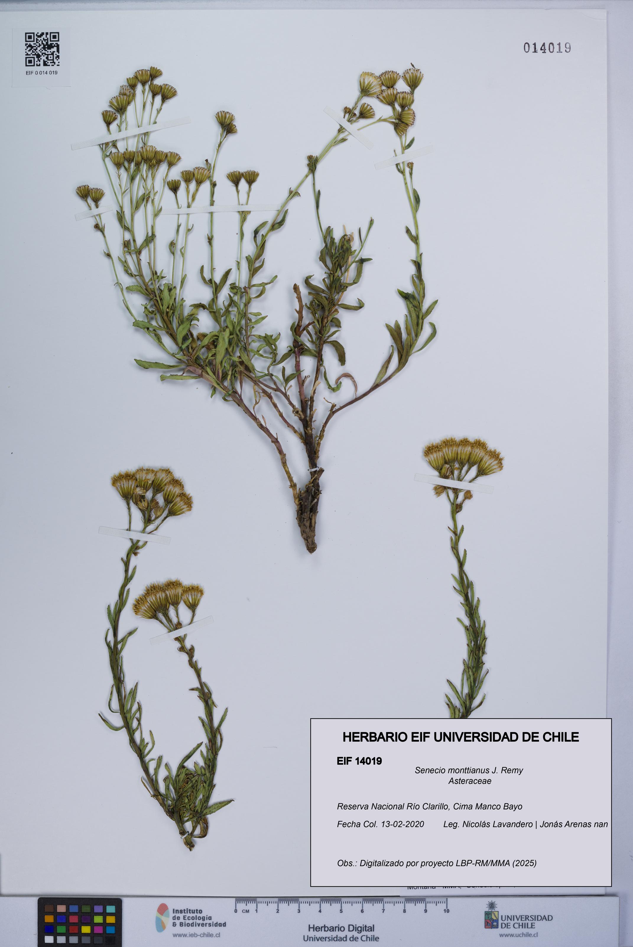 Senecio monttianus [Espécimen: UCH:EIF:0014019]