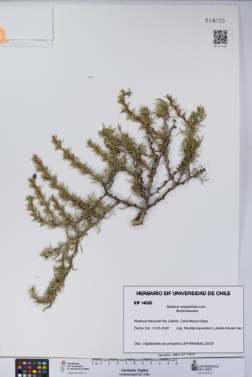 Berberis empetrifolia [Espécimen: UCH:EIF:0014020]