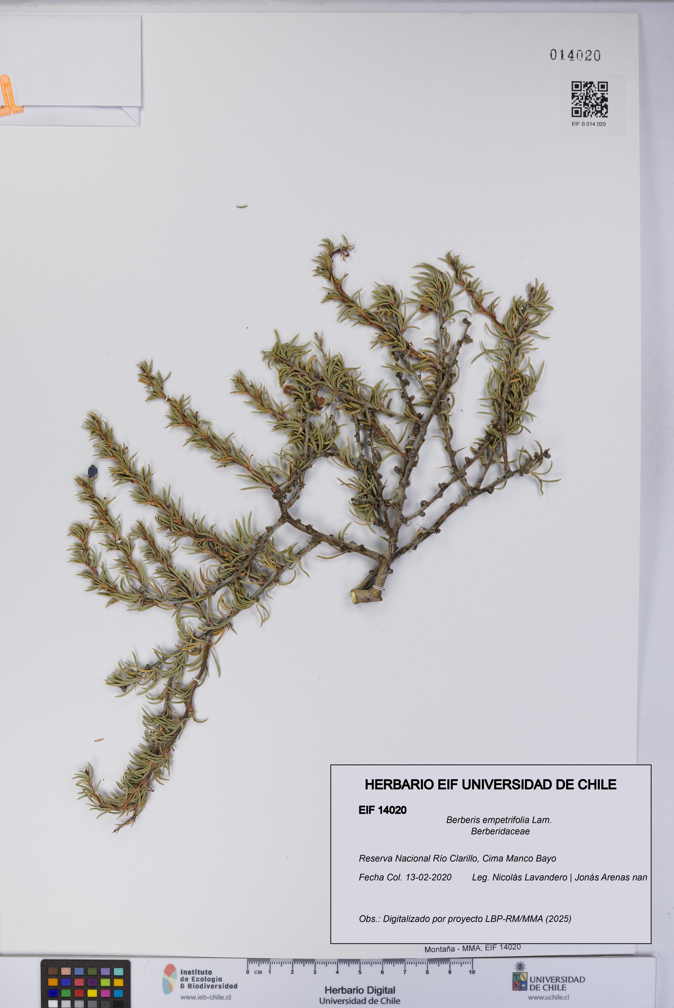 Berberis empetrifolia [Espécimen: UCH:EIF:0014020]