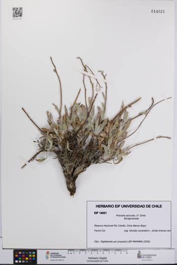 Phacelia secunda [Espécimen: UCH:EIF:0014021]