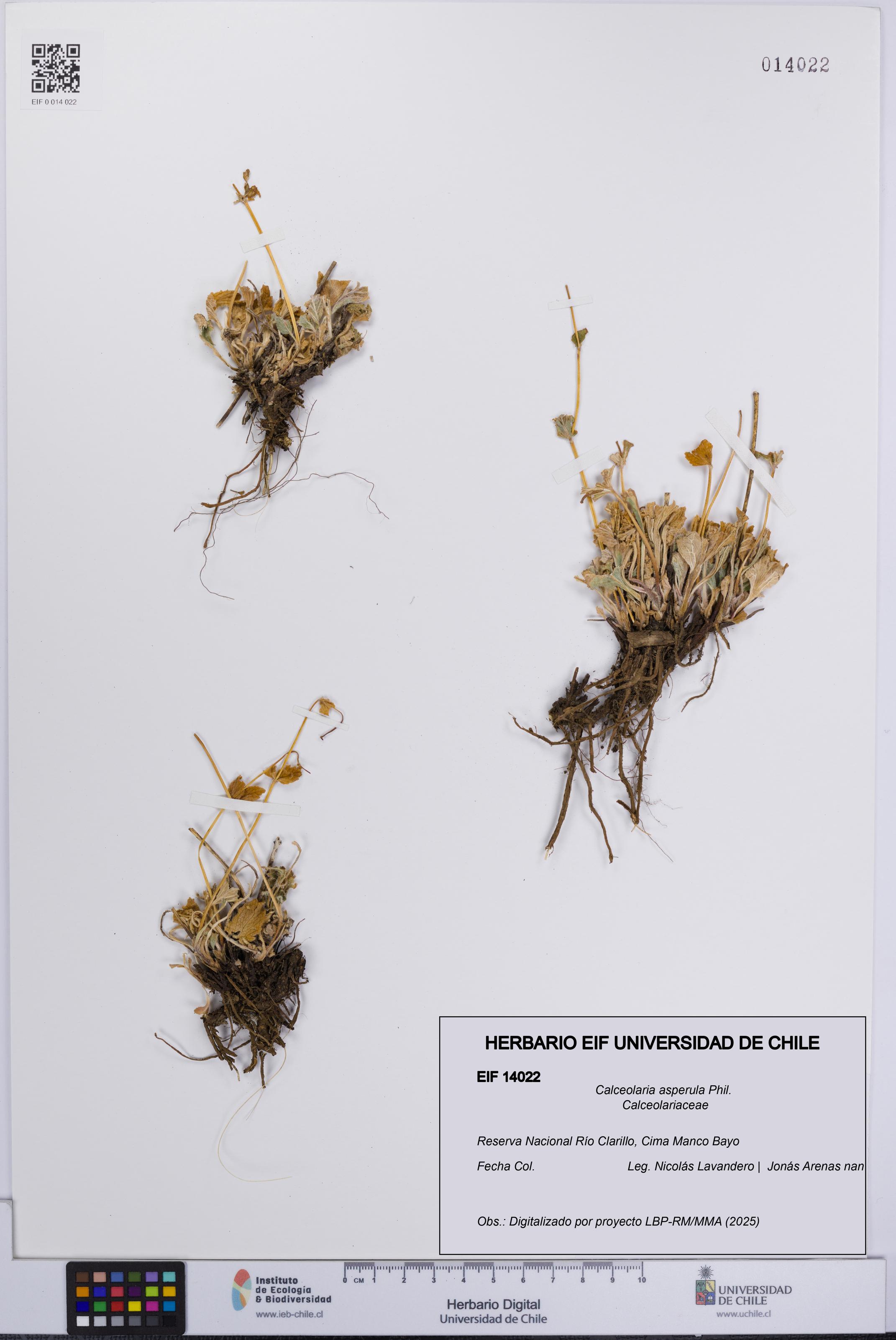 Calceolaria asperula [Espécimen: UCH:EIF:0014022]