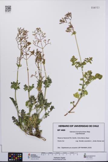 Valeriana hornschuchiana [Espécimen: UCH:EIF:0014023]