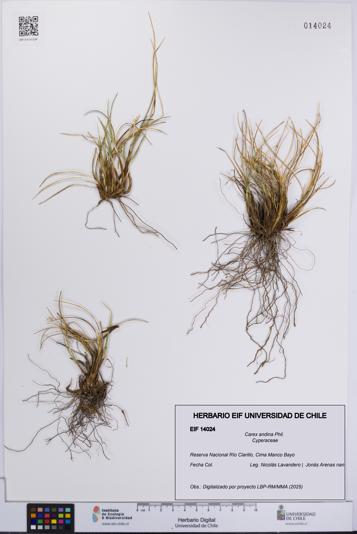 Carex andina [Espécimen: UCH:EIF:0014024]