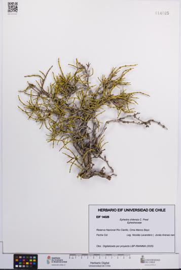 Ephedra chilensis [Espécimen: UCH:EIF:0014025]