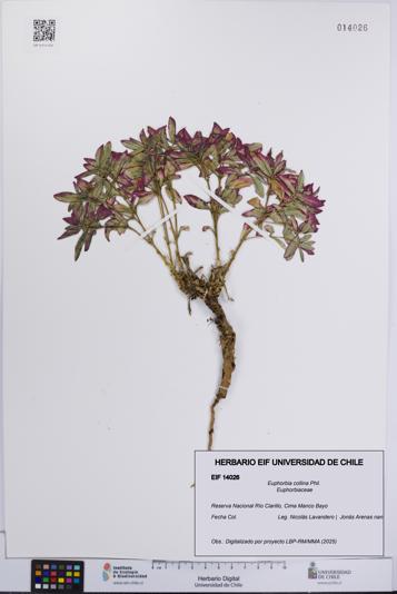 Euphorbia collina [Espécimen: UCH:EIF:0014026]