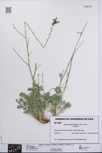 Adesmia aspera [Espécimen: UCH:EIF:0014027]