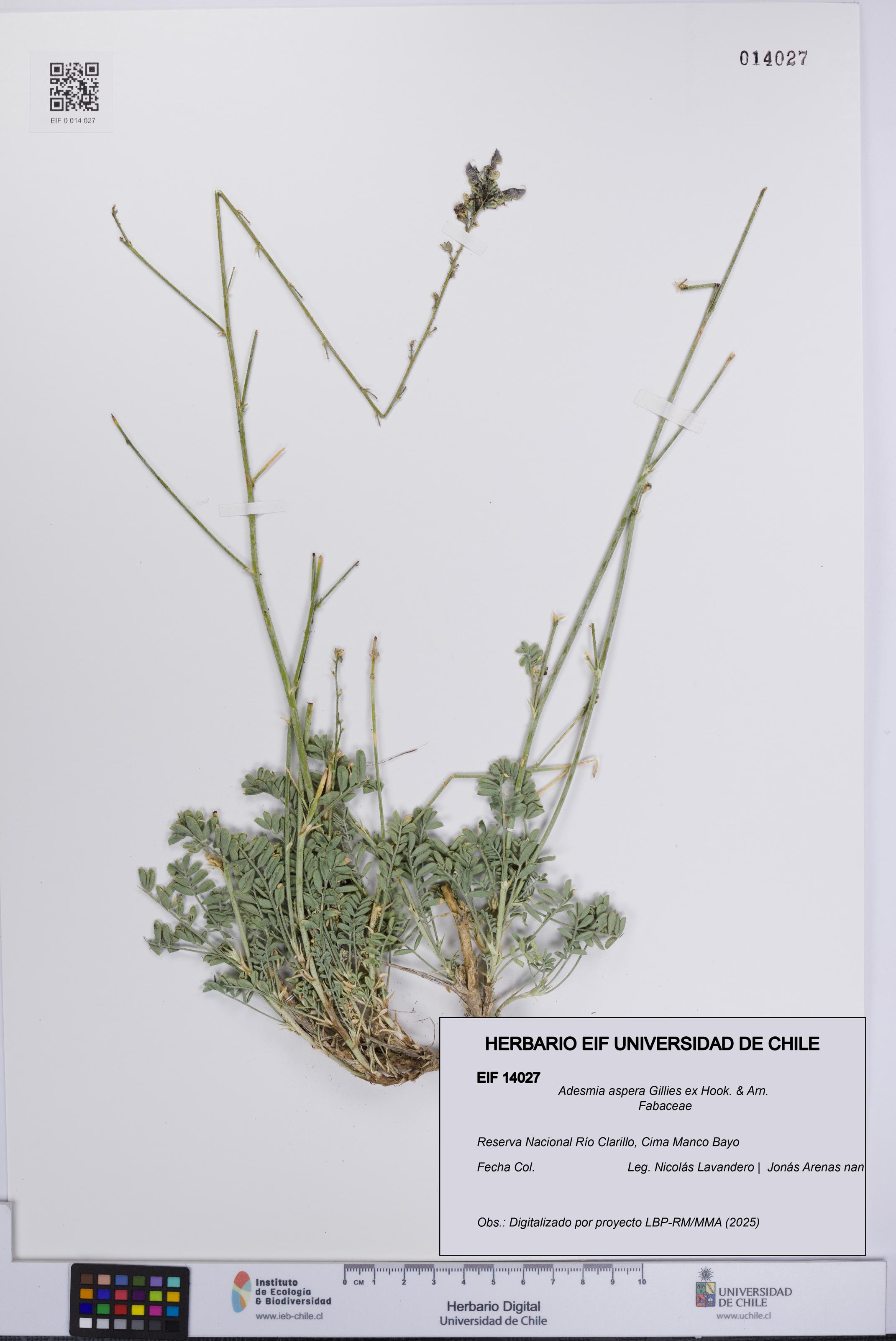 Adesmia aspera [Espécimen: UCH:EIF:0014027]