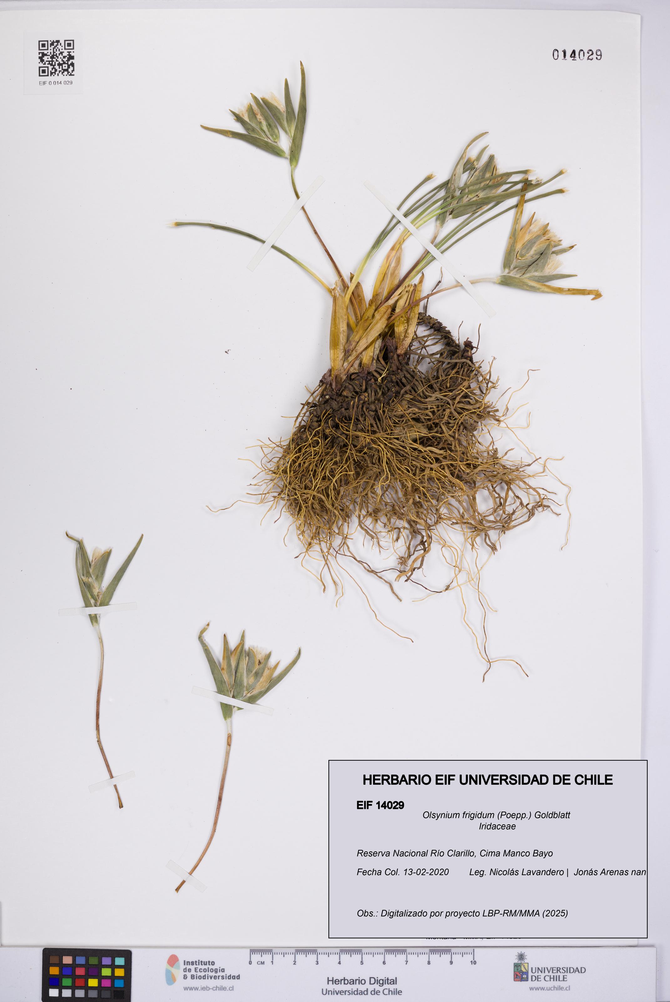 Olsynium frigidum [Espécimen: UCH:EIF:0014029]