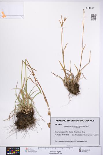 Luzula chilensis [Espécimen: UCH:EIF:0014030]