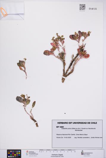 Cistanthe picta [Espécimen: UCH:EIF:0014031]