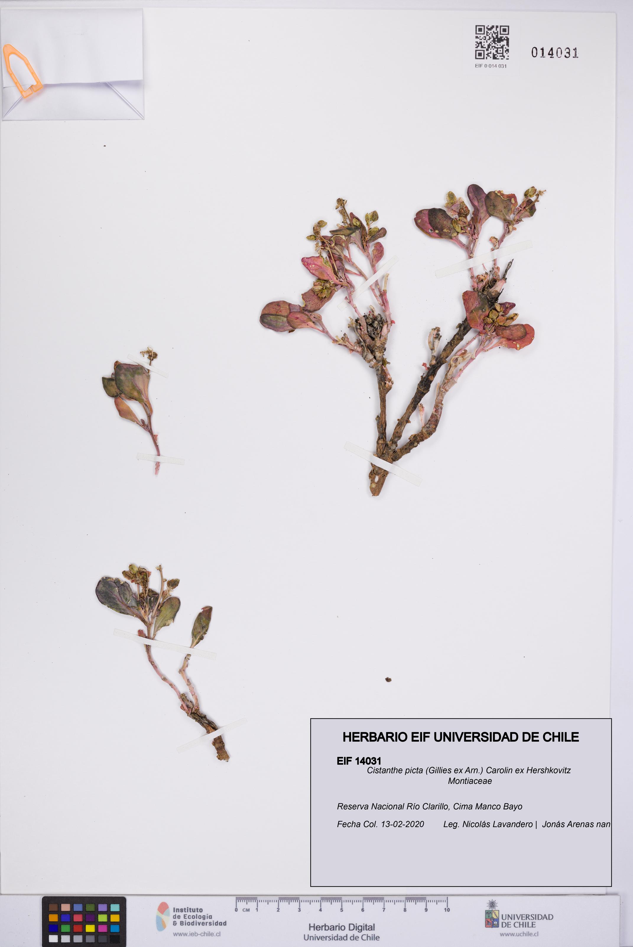 Cistanthe picta [Espécimen: UCH:EIF:0014031]
