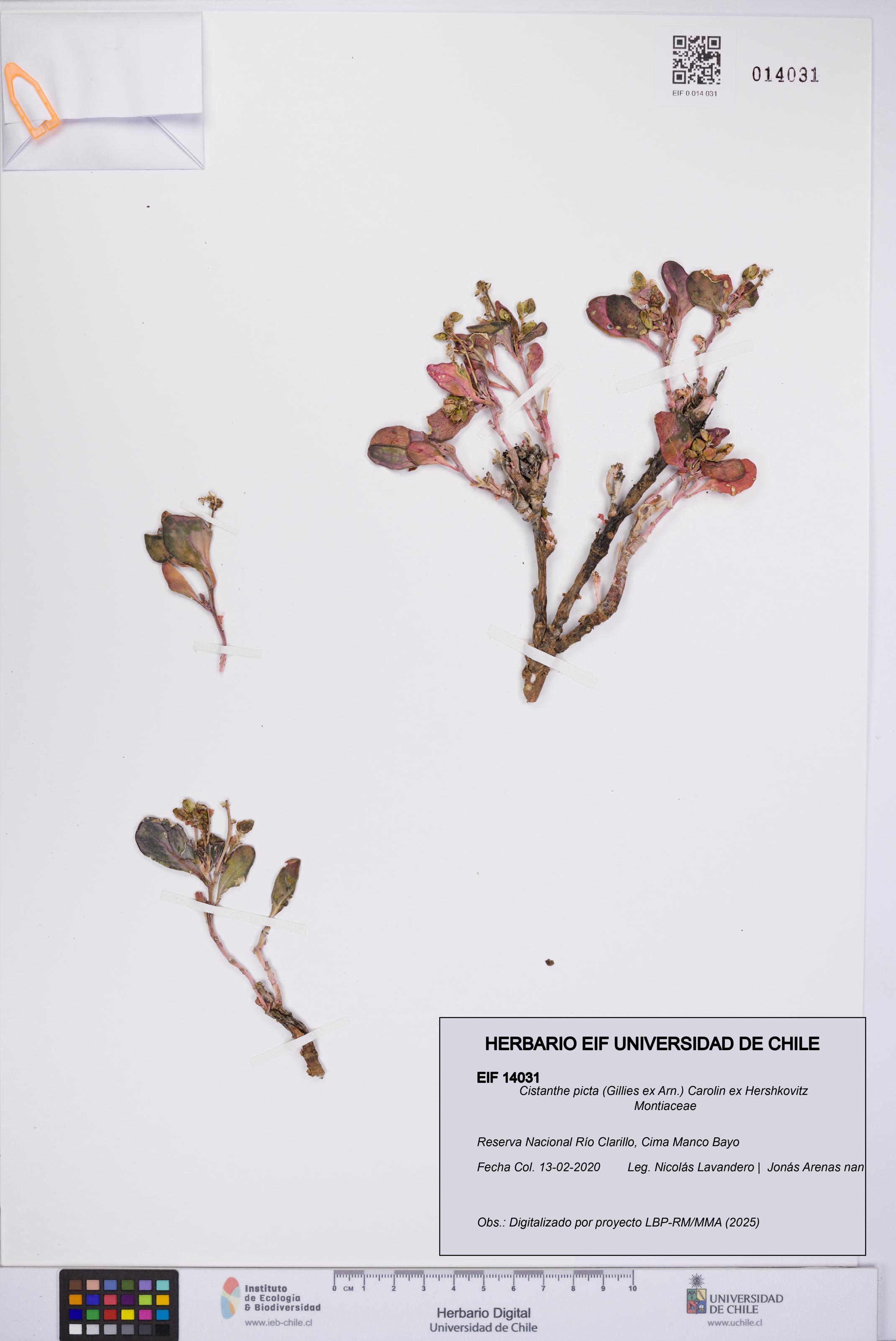 Cistanthe picta [Espécimen: UCH:EIF:0014031]