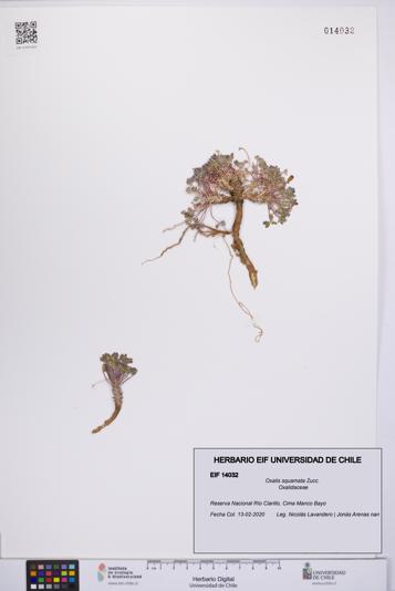 Oxalis squamata [Espécimen: UCH:EIF:0014032]
