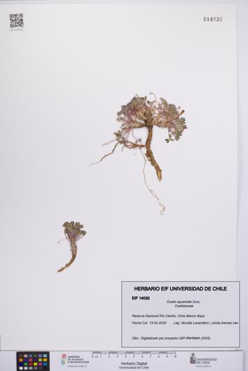 Oxalis squamata [Espécimen: UCH:EIF:0014032]