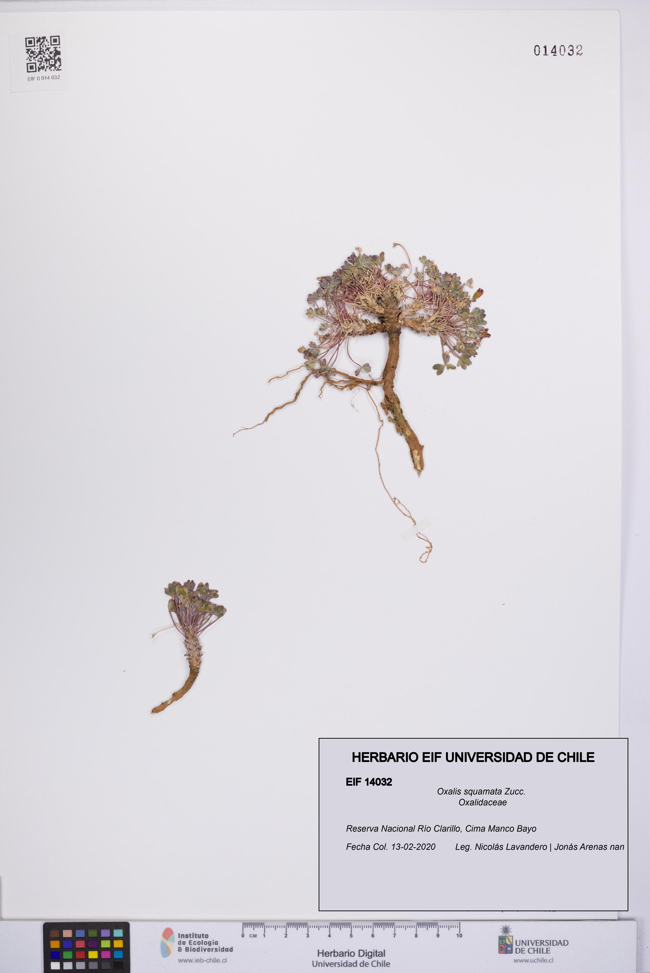 Oxalis squamata [Espécimen: UCH:EIF:0014032]