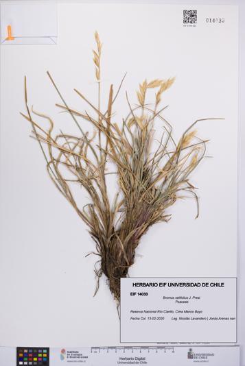Bromus setifolius [Espécimen: UCH:EIF:0014033]
