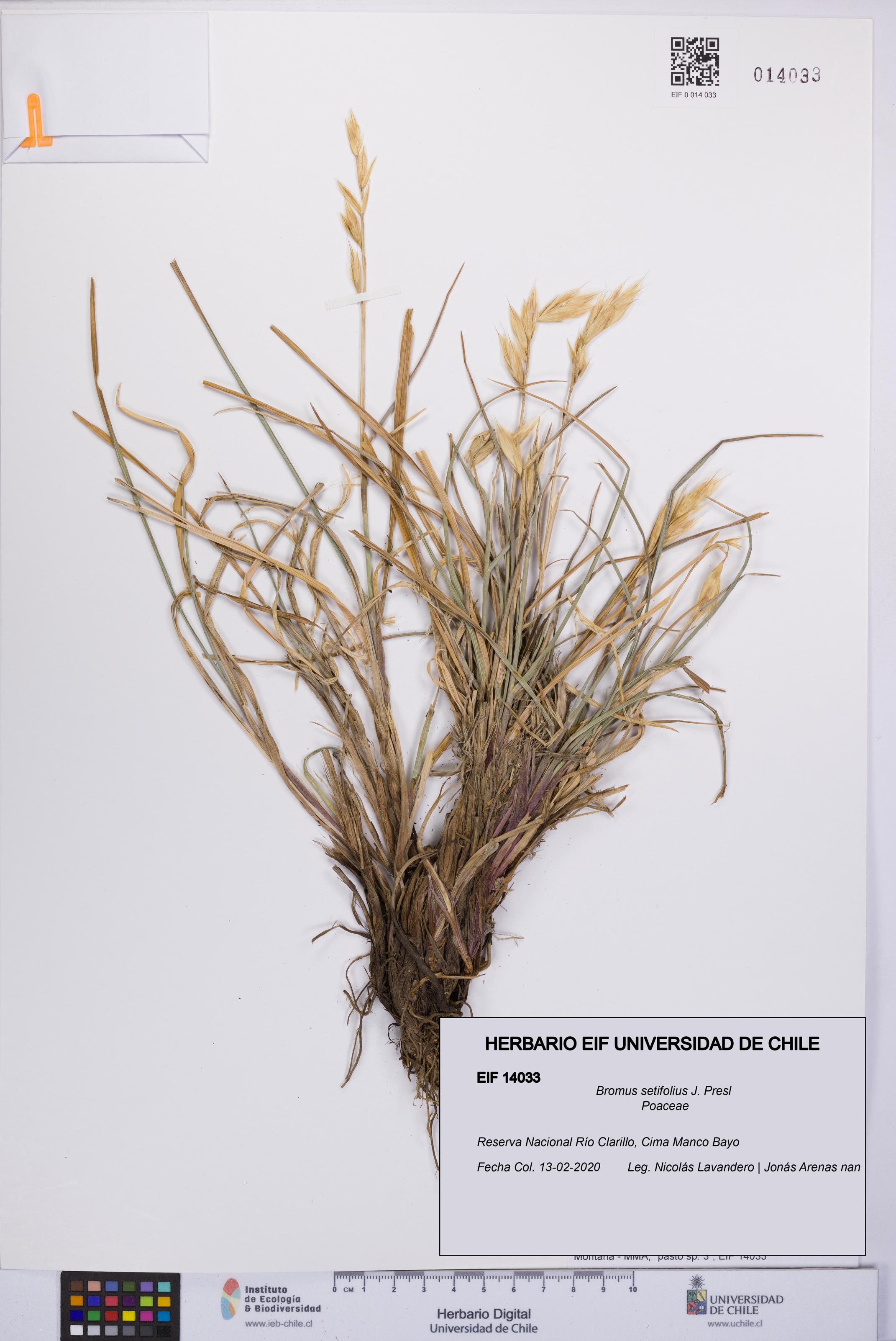 Bromus setifolius [Espécimen: UCH:EIF:0014033]