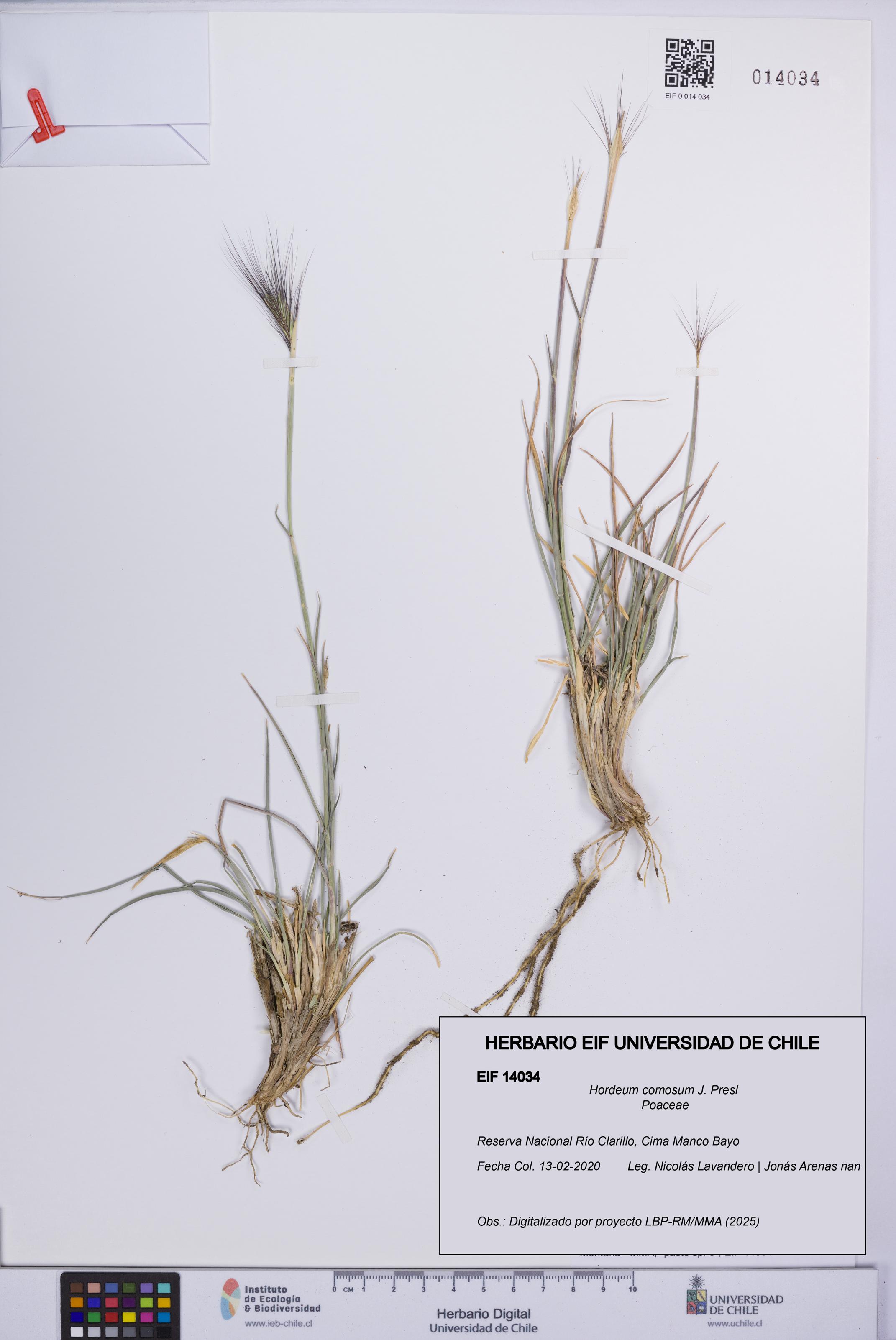 Hordeum comosum [Espécimen: UCH:EIF:0014034]