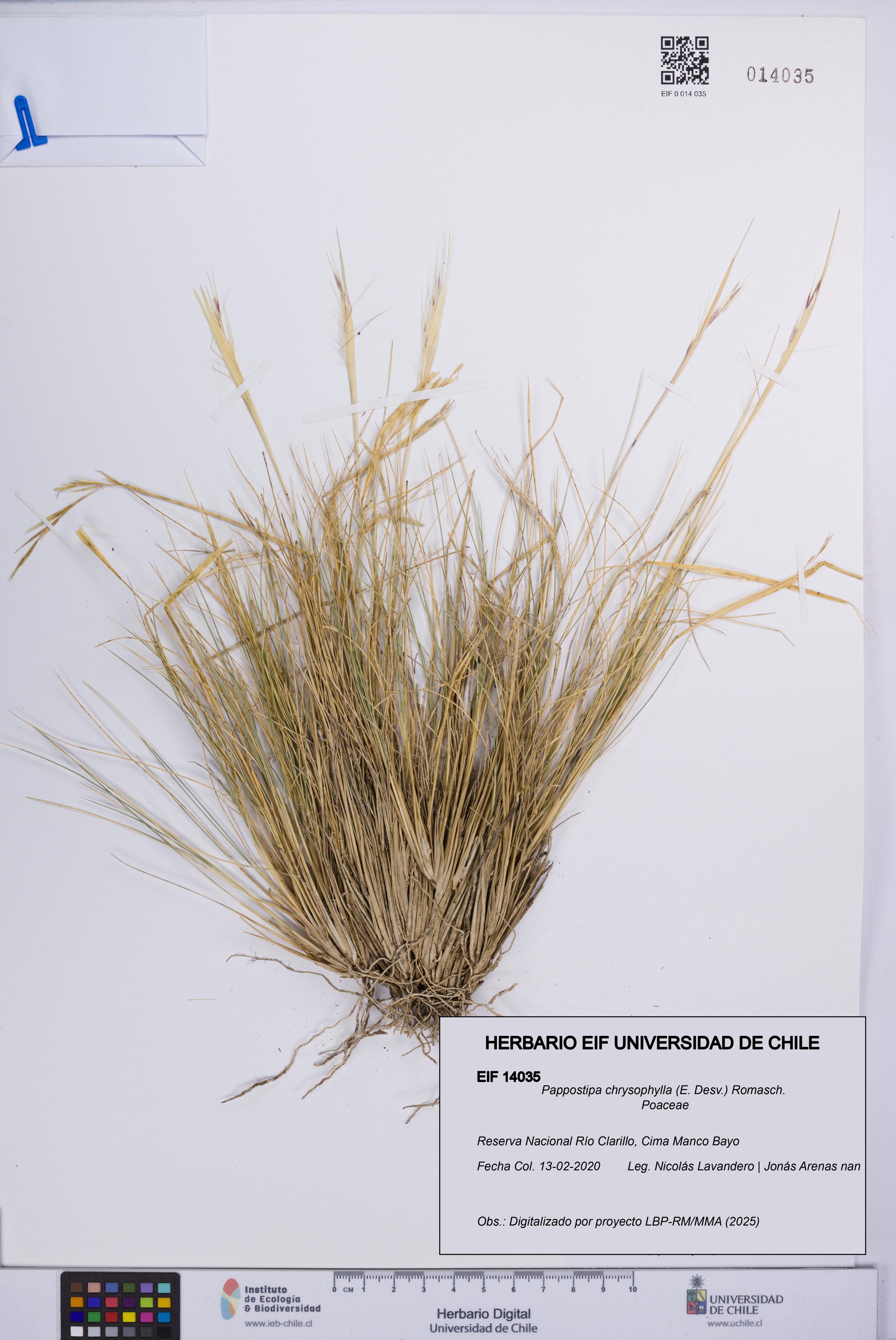 Pappostipa chrysophylla [Espécimen: UCH:EIF:0014035]