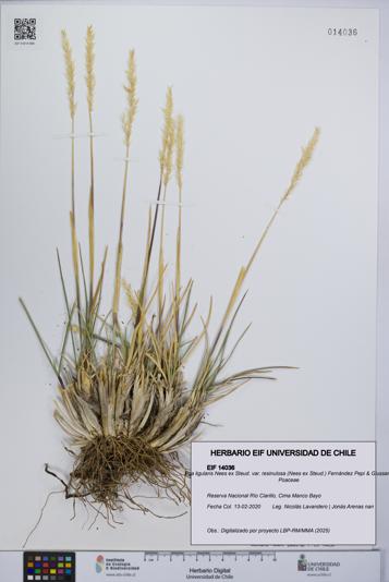 Poa ligularis var. resinulosa [Espécimen: UCH:EIF:0014036]