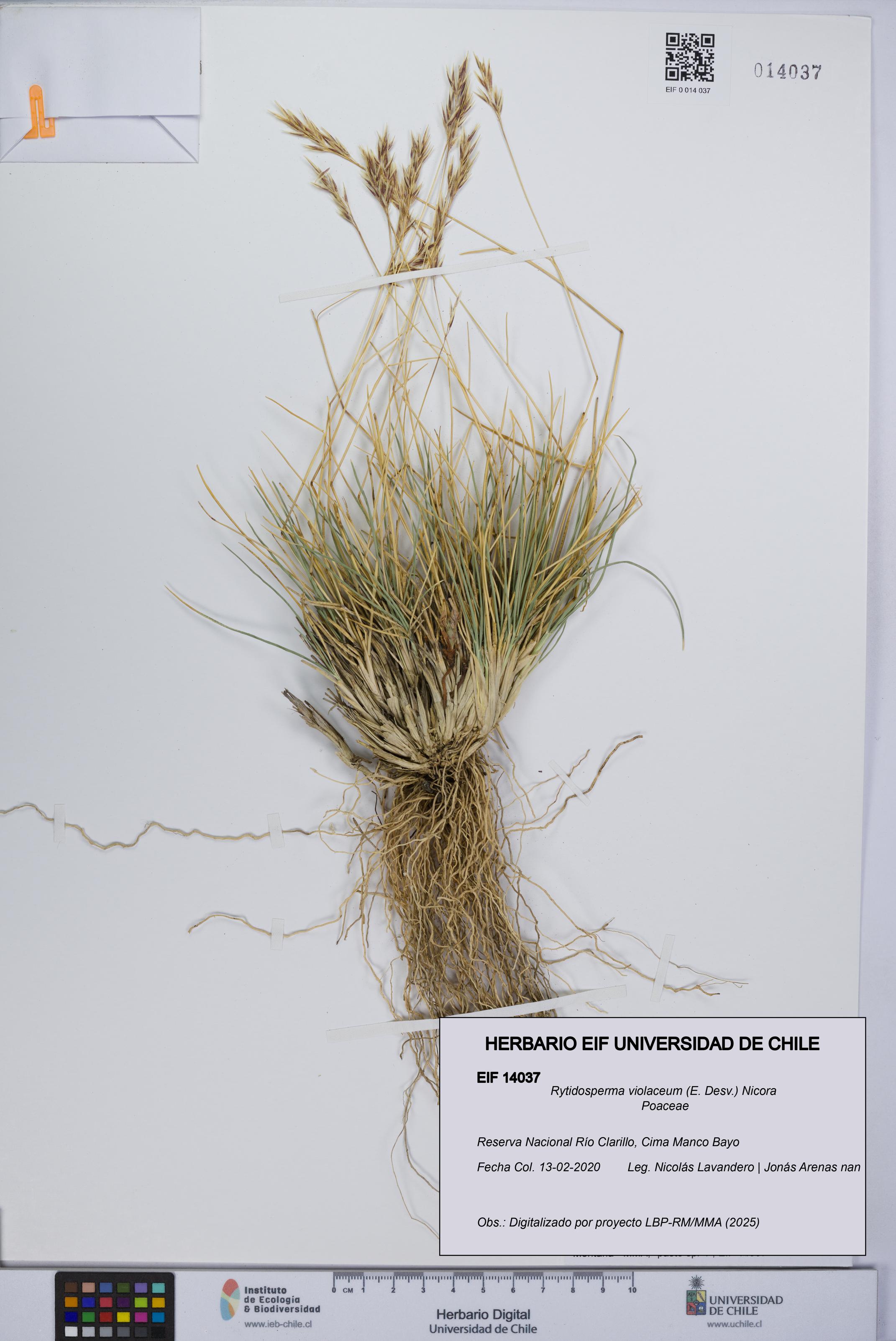 Rytidosperma violaceum [Espécimen: UCH:EIF:0014037]