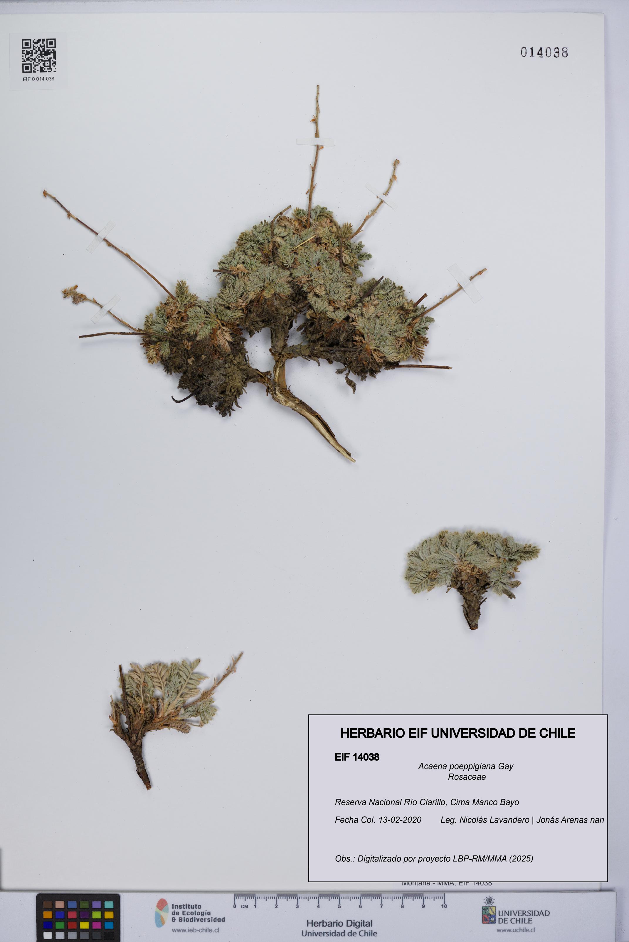 Acaena poeppigiana [Espécimen: UCH:EIF:0014038]