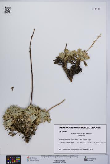 Acaena alpina [Espécimen: UCH:EIF:0014039]