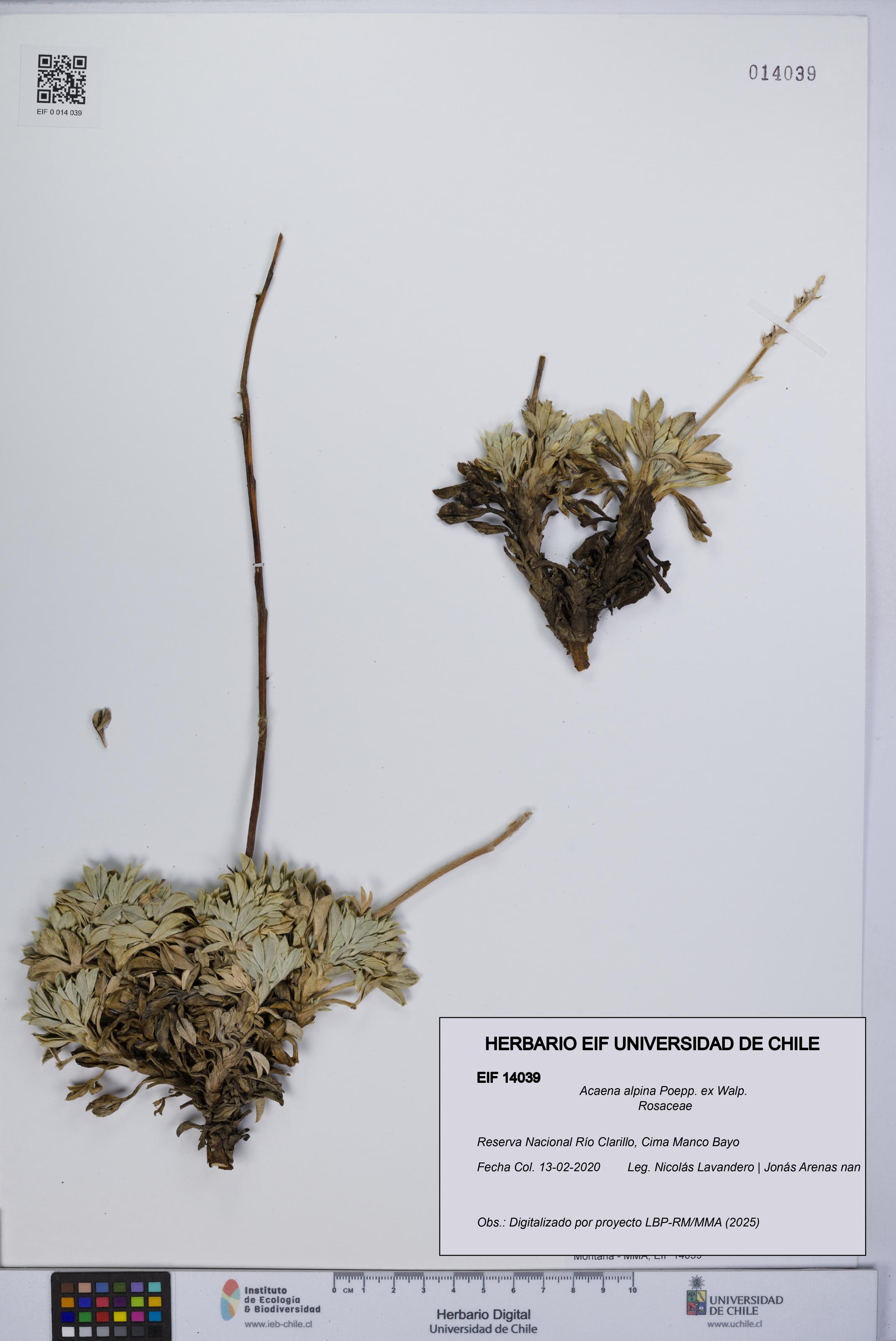 Acaena alpina [Espécimen: UCH:EIF:0014039]