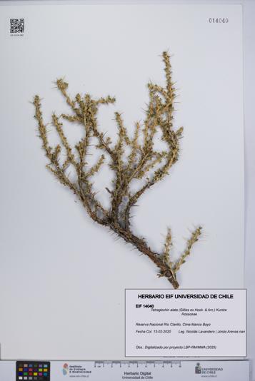 Tetraglochin alata [Espécimen: UCH:EIF:0014040]