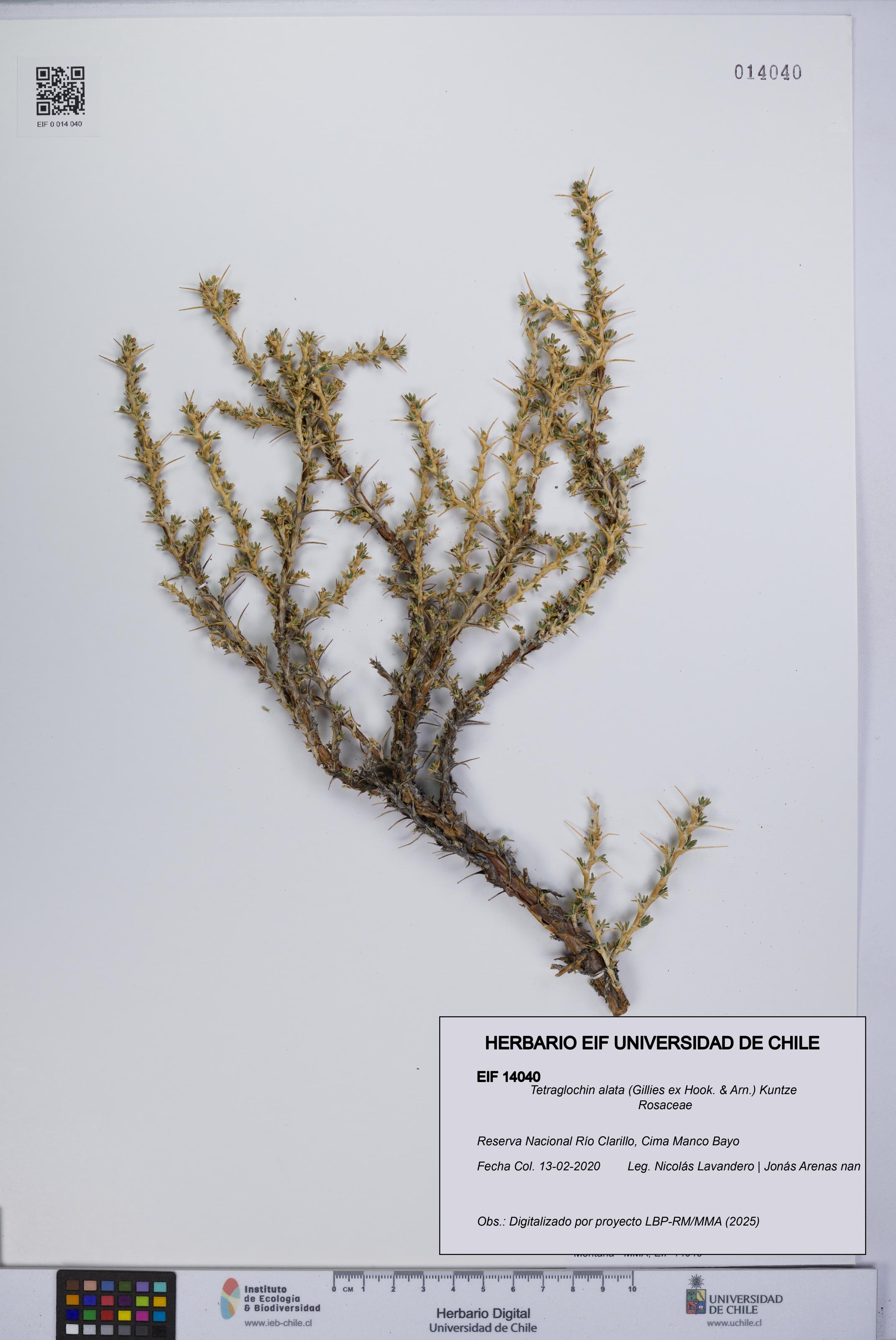 Tetraglochin alata [Espécimen: UCH:EIF:0014040]