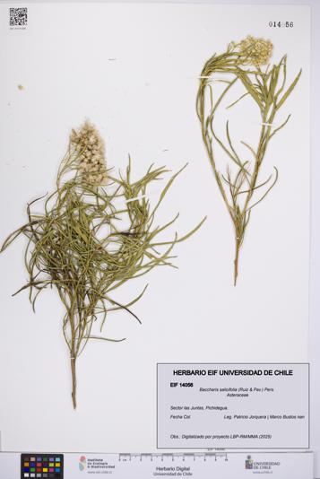 Baccharis salicifolia [Espécimen: UCH:EIF:0014056]