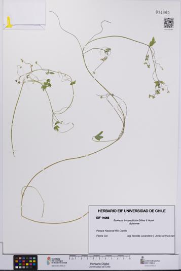 Bowlesia tropaeolifolia [Espécimen: UCH:EIF:0014065]