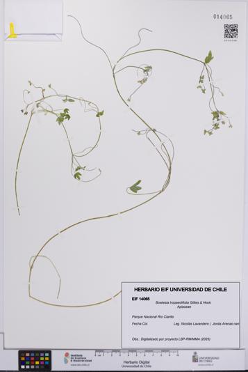 Bowlesia tropaeolifolia [Espécimen: UCH:EIF:0014065]