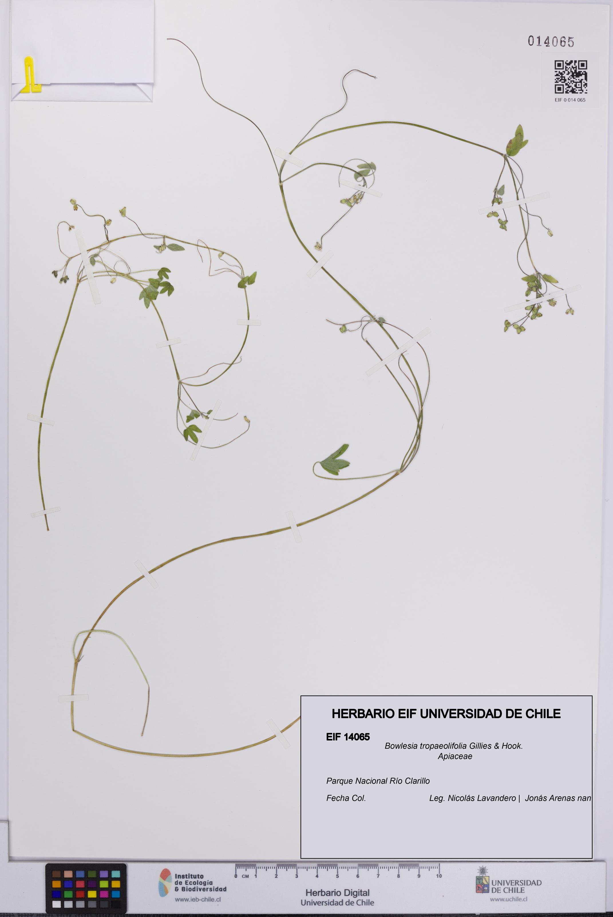 Bowlesia tropaeolifolia [Espécimen: UCH:EIF:0014065]