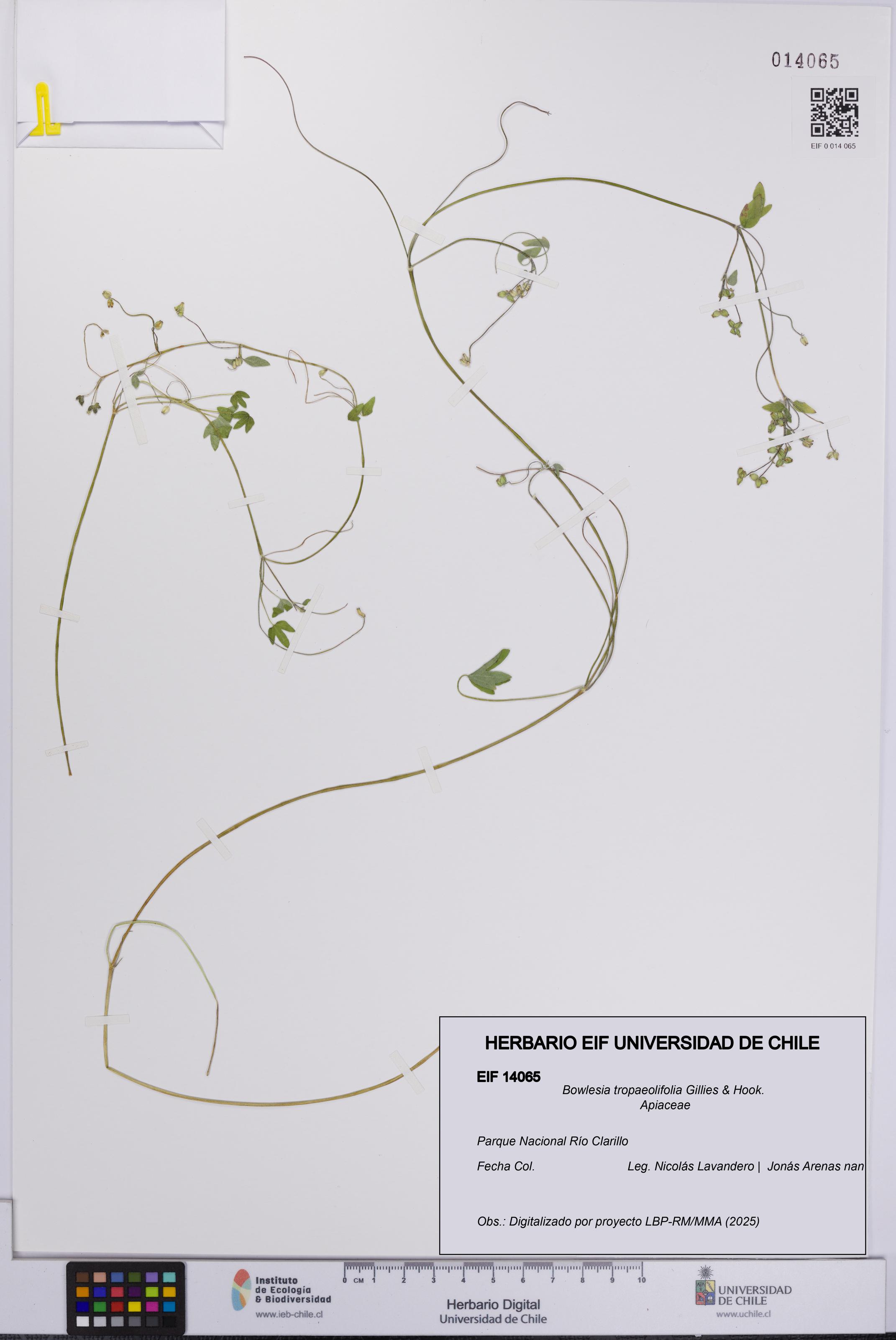 Bowlesia tropaeolifolia [Espécimen: UCH:EIF:0014065]