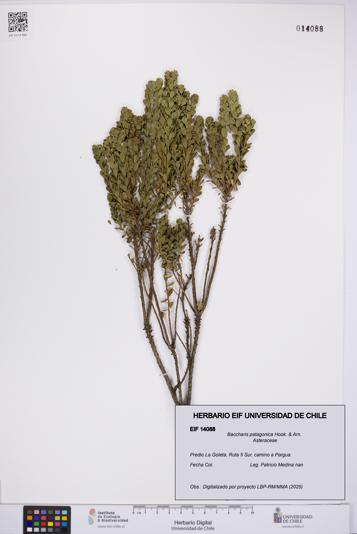 Baccharis patagonica [Espécimen: UCH:EIF:0014088]
